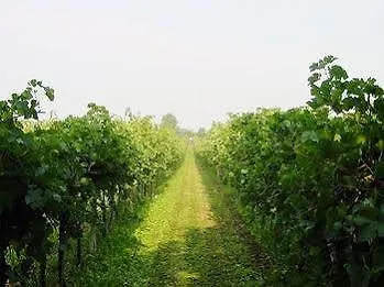 Agriturismo Radamez Monzambano Bauernhof